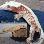 Pink Crested Gecko: A Gorgeous and Unique Reptile Species