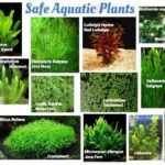 Best Plants for Aquatic Turtles to Keep Them Happy and Healthy