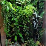 Best Plants for Vivariums: A Guide to Choosing the Perfect Plants