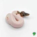 Pretty Ball Python – Discover the Beauty of These Exquisite Snakes