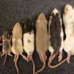 Rat Pup Size: Factors influencing development and implications for research