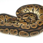 Red Axanthic Ball Python: Genetics, Care, and Breeding