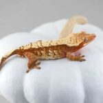 Red Harlequin Crested Gecko: Colors, Care, and Breeding | Gecko Guide