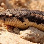 Rough Scaled Sand Boa: A Guide to This Exotic Snake Species