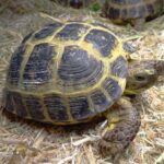 Russian Tortoise Size Chart – Comprehensive Guide to Growth