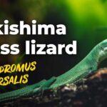 Sakishima Grass Lizard: Discover the Unique Species from the Southern Ryukyu Islands