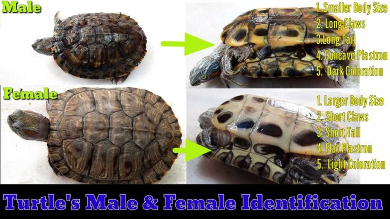 How To Sex Red Eared Slider Turtles