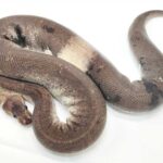 Silver Bullet Ball Python: The Ultimate Guide