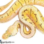 All About Spinner Ball Pythons: Appearance, Care, and Breeding