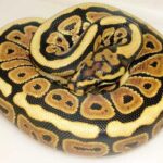 Spotnose Ball Python: Characteristics, Care, and Breeding