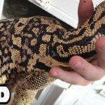 Sumbawa Water Monitor: Everything You Need to Know About This Fascinating Reptile