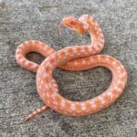 Texas Indigo Snake for Sale – Find the Perfect Reptile for Your Collection