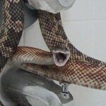 Pictures of Texas Rat Snakes | Stunning Images of Texas Rat Snakes