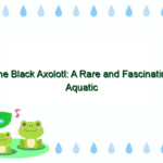 The Black Axolotl: A Rare and Fascinating Aquatic Creature