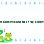 The Scientific Name for a Frog: Explained