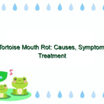 Tortoise Mouth Rot: Causes, Symptoms, Treatment