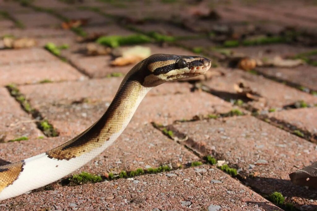 Image showcasing Underweight Ball Python: Causes and How to Help Your Pet Regain a ...