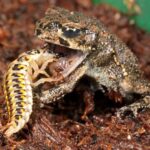 Unique Mouth Features: What Sets Frogs Apart from Toads