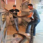 Volta ball python: a guide to caring for this unique snake