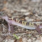 Learn about the Western Banded Gecko: Native Habitat, Diet, and Behavior