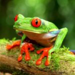 Discover the Colors of Frogs and Learn About Their Vibrant Hues