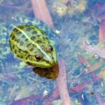 What tap water does to frogs