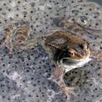 Discovering the Preferred Laying Spots for Frog Eggs