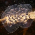 Tree Frog Egg-Laying Locations: A Comprehensive Guide