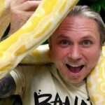 Yellow Python Pet: Everything You Need to Know about Owning a Yellow Python