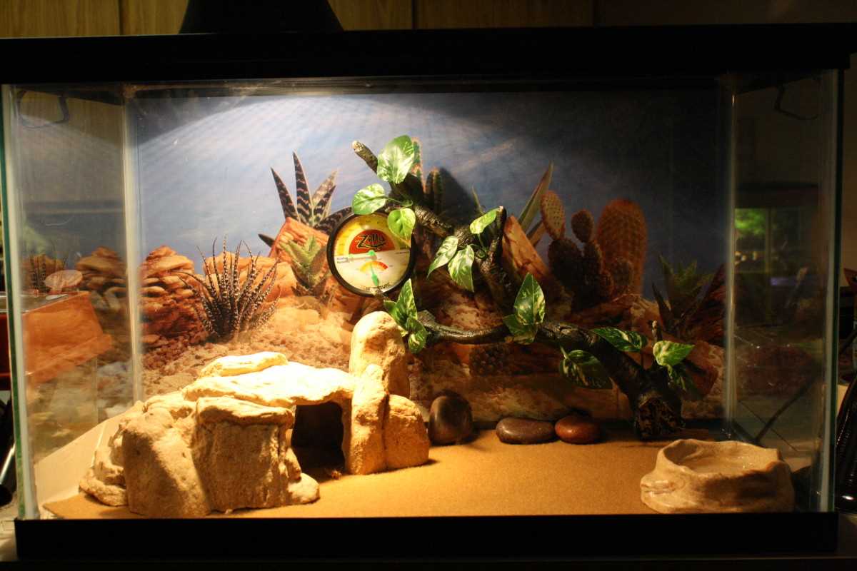 Choosing the Right Decorations for Your 10 Gallon Leopard Gecko Tank
