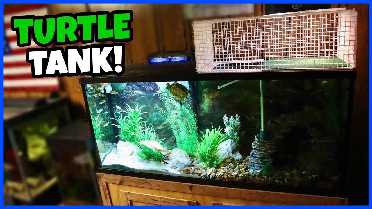 Best Tank Brands for Turtles in a 55 Gallon Tank