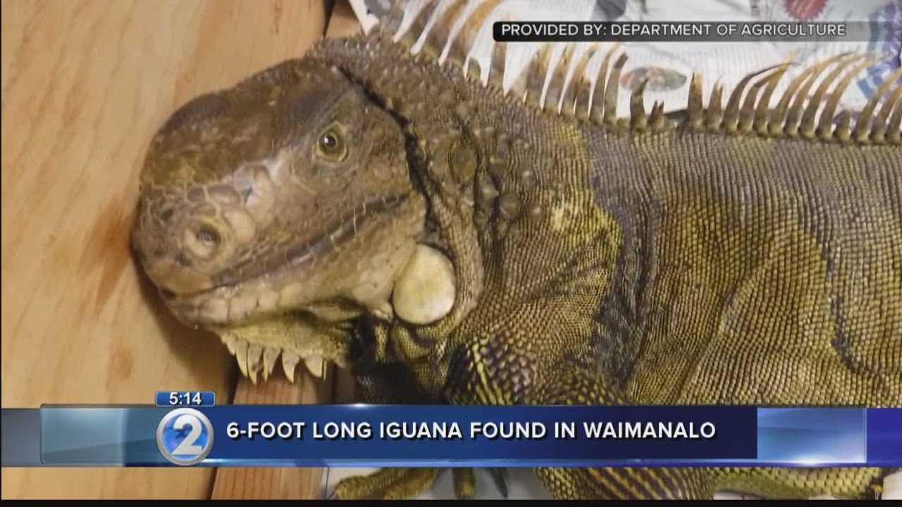 6 foot iguana