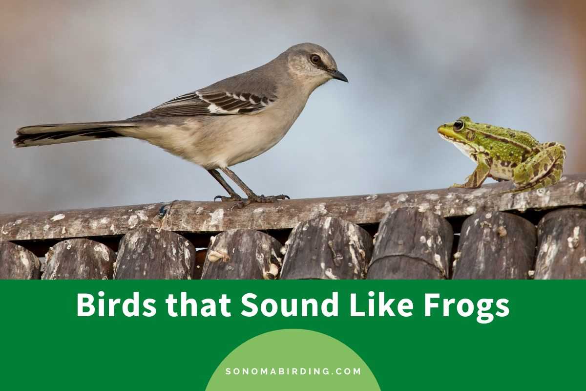 Frog-Bird Relationship