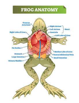 A dissected frog