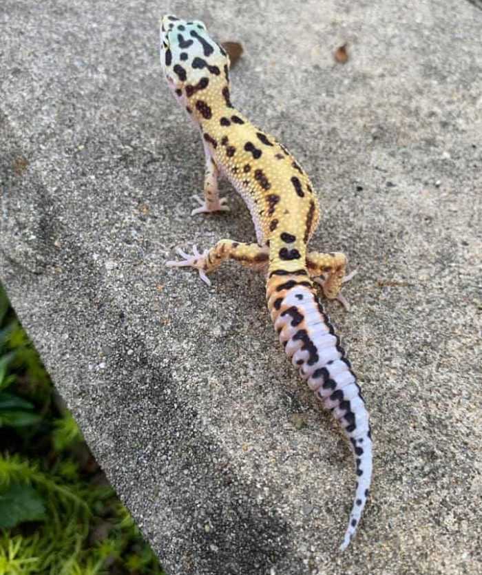 Aberrant leopard gecko