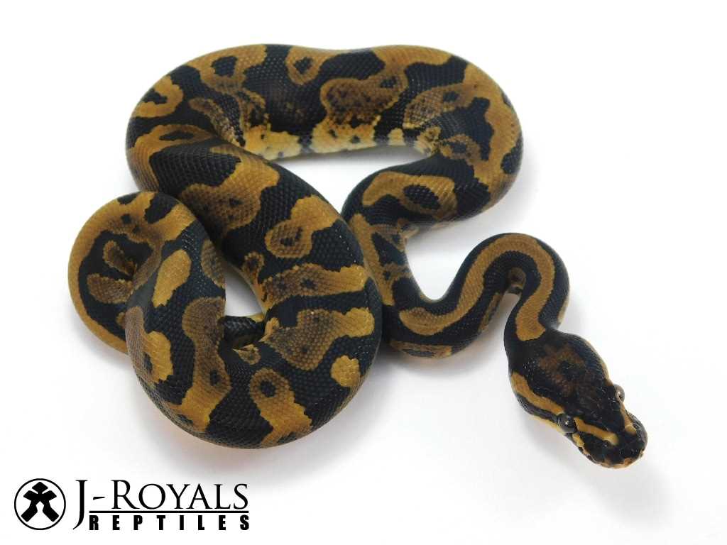 Why is the Acid Ball Python unique?