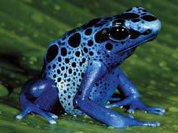 Environmental Threats: Human Impact on Poison Dart Frogs