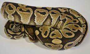 Adult ball python