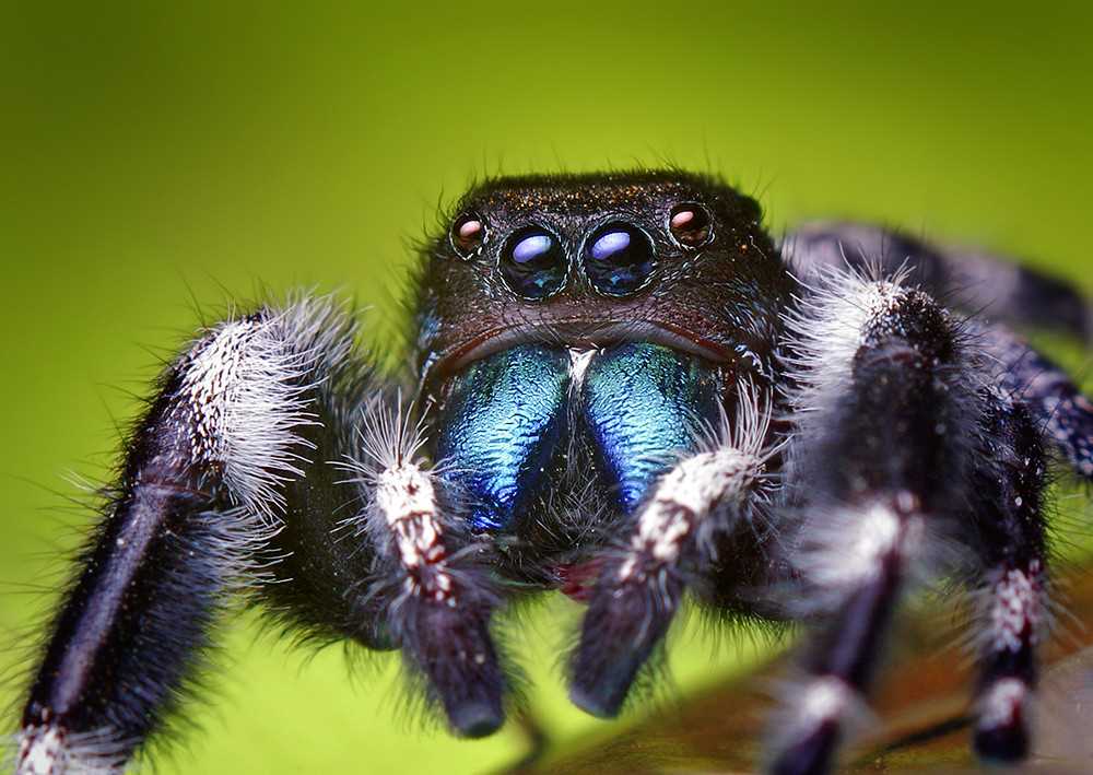 Unique Features and Appearance of the Adult Jumping Spider