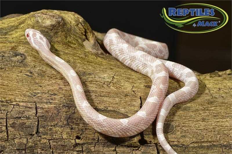 Feeding and Nutrition for Adult Snow Corn Snakes