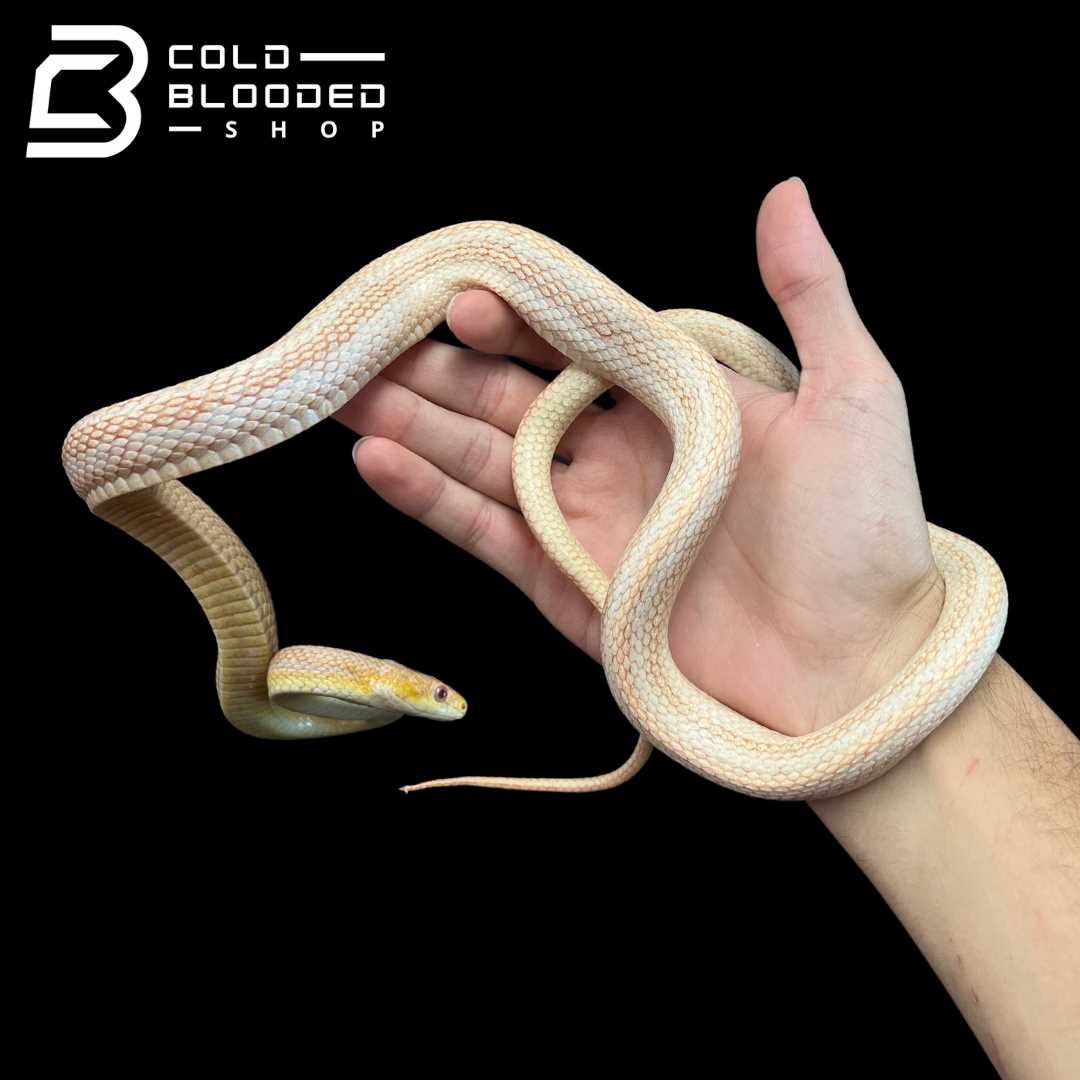 How should you handle and socialize with an adult snow corn snake?