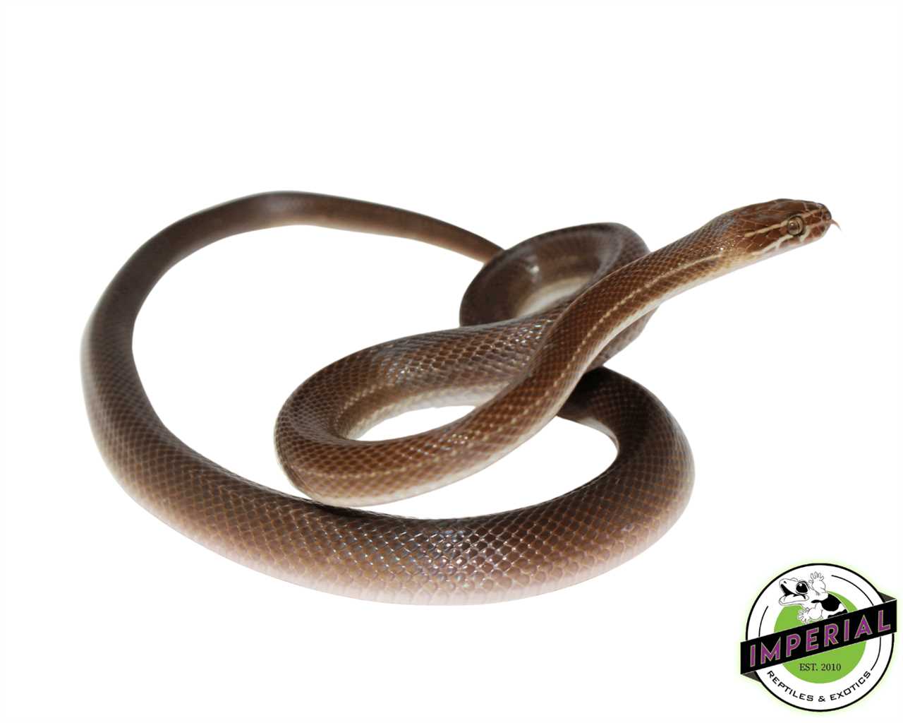 About African House Snake