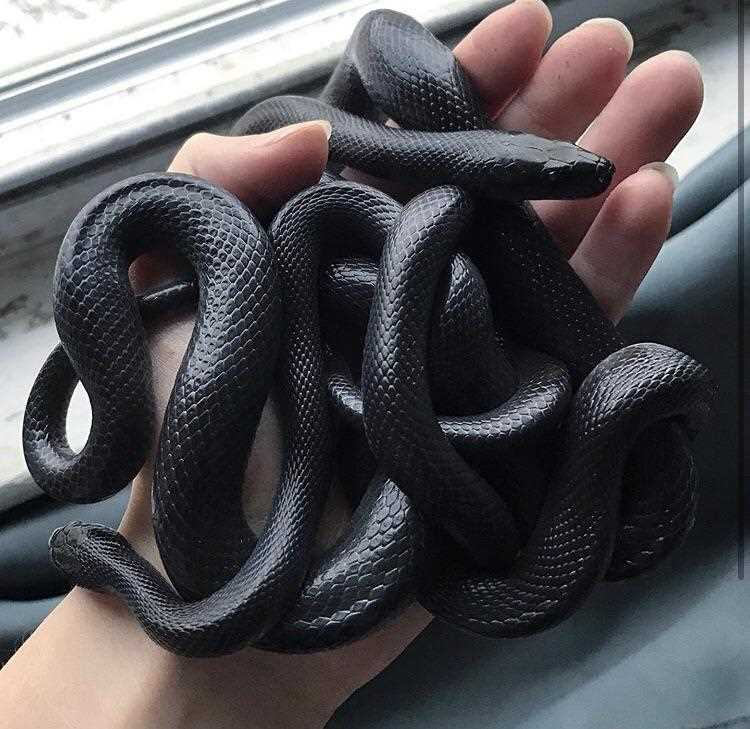 African house snake for sale