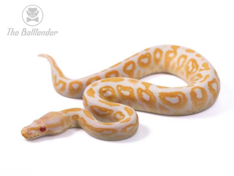 Fascinating Facts about the Albino Black Pastel Ball Python