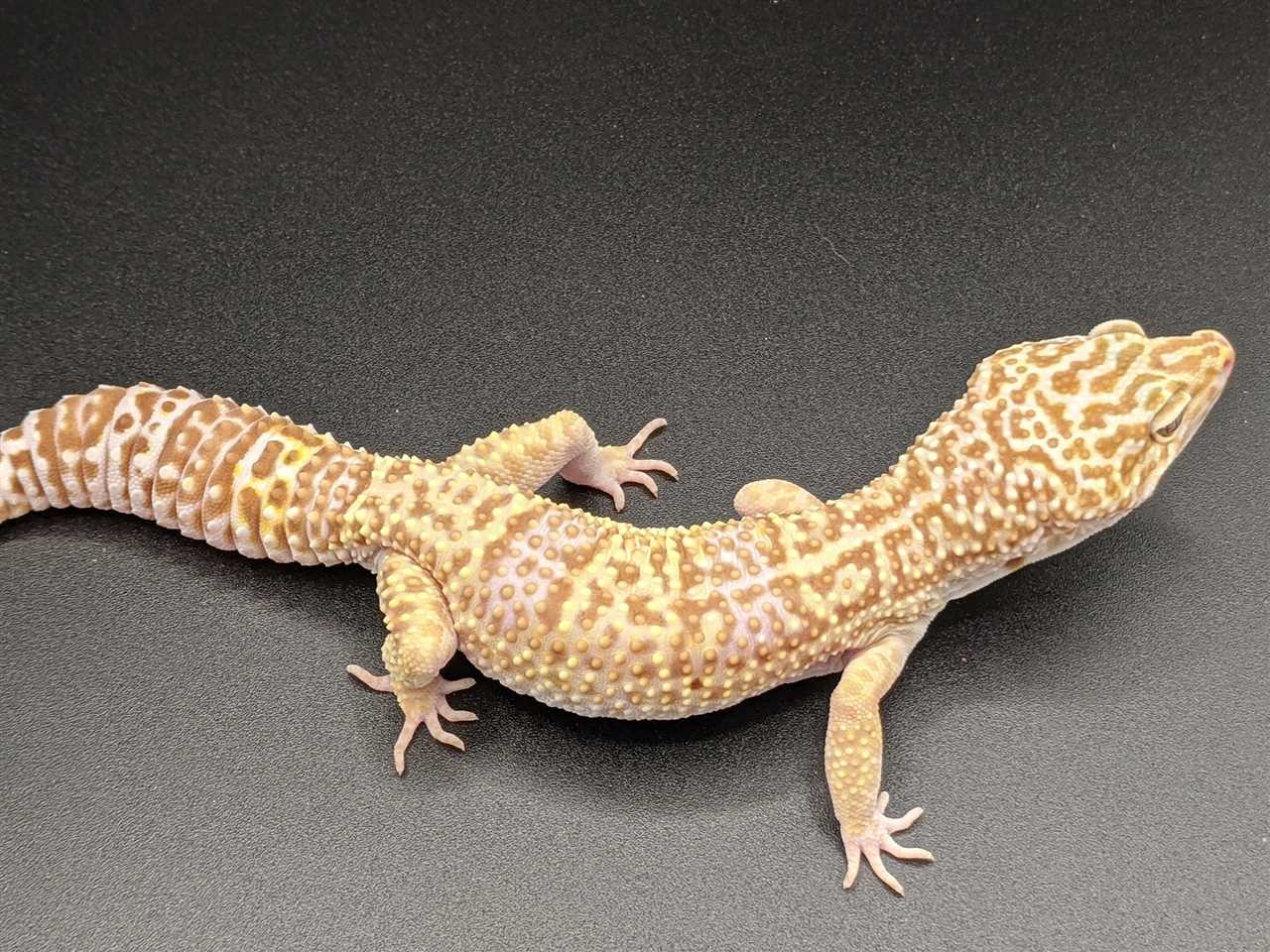 The Unique Appearance of Albino Geckos