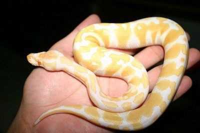 The Unique Appearance of the Albino Rainbow Python