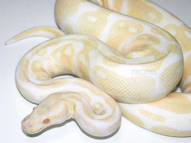 About the Albino Rainbow Python: A Colorful and Exotic Pet Reptile