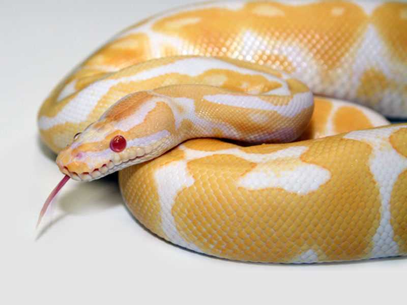 The Albino Rainbow Python: A Colorful and Exotic Reptile Pet