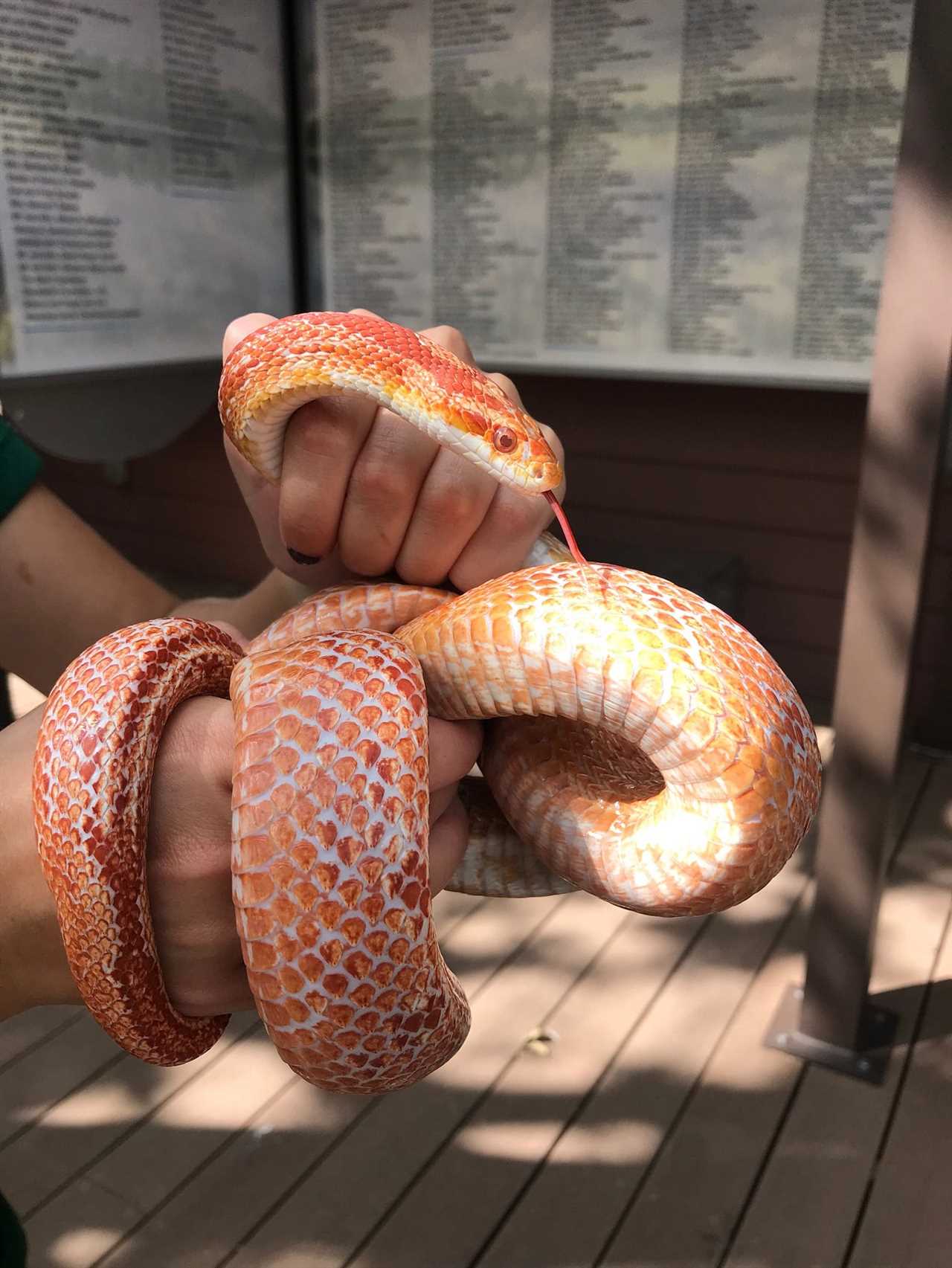 How to Get Involved in Albino Rat Snake Conservation