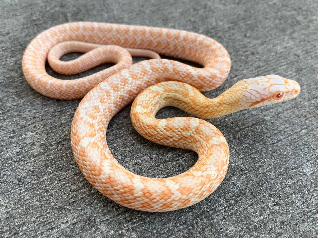 Interesting Facts about the Albino Rat Snake